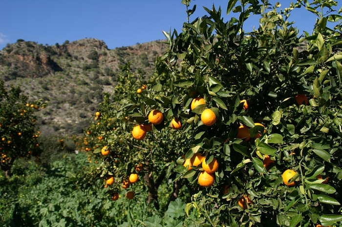PICT2199 small ORANGES.jpg - 350955 Bytes